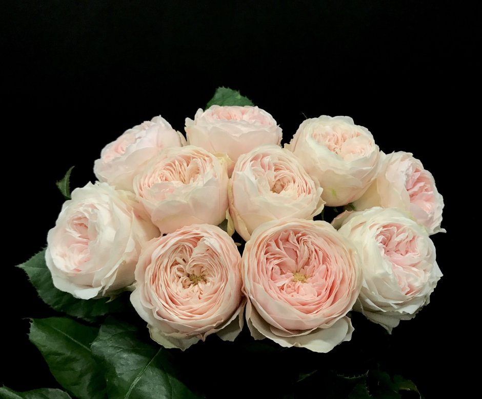 Роза Дэвид Остин таблица цветов