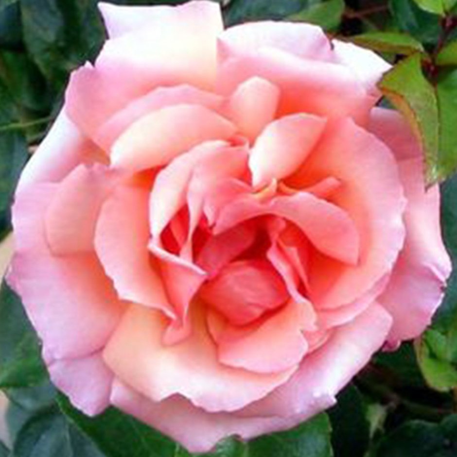 Роза Imperial Rose (сорт 'compassion®')