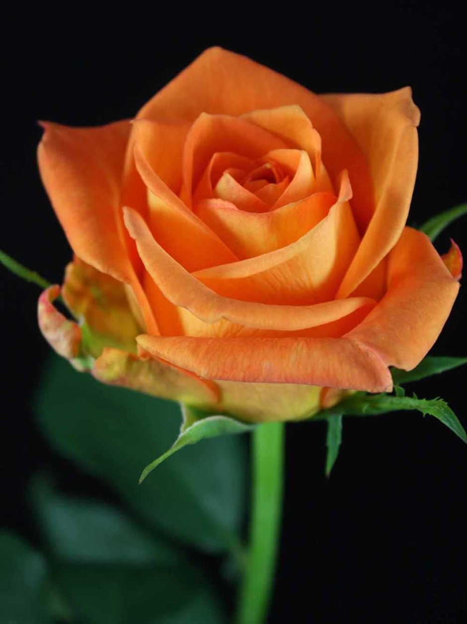 Оранжевая роза эквадор