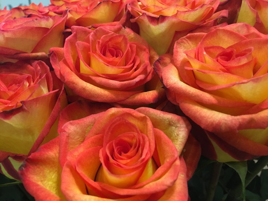 Кабаре роза Эквадор