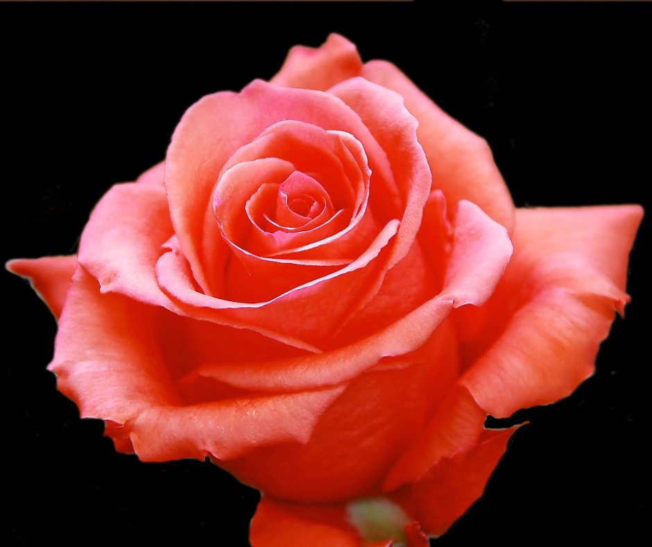 Роза Orange Joy