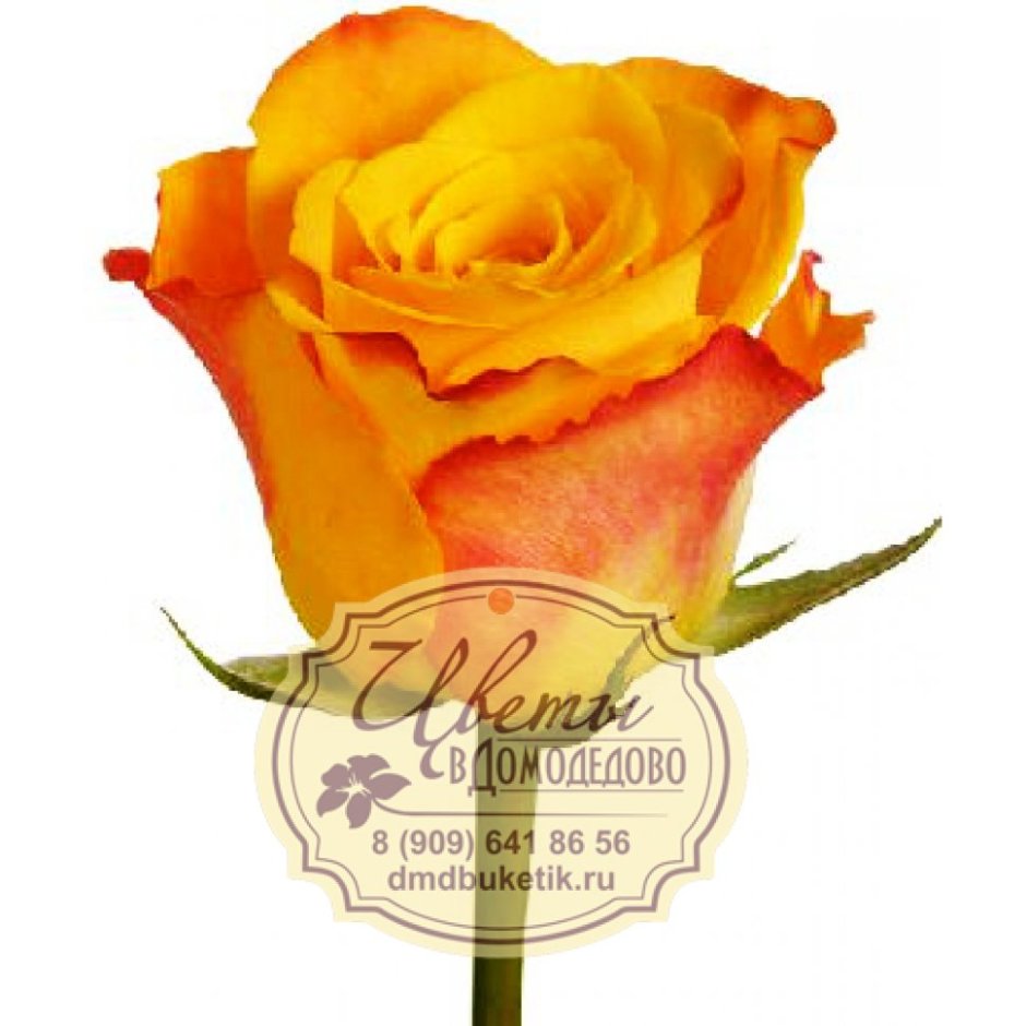 Роза персиковая Эквадор