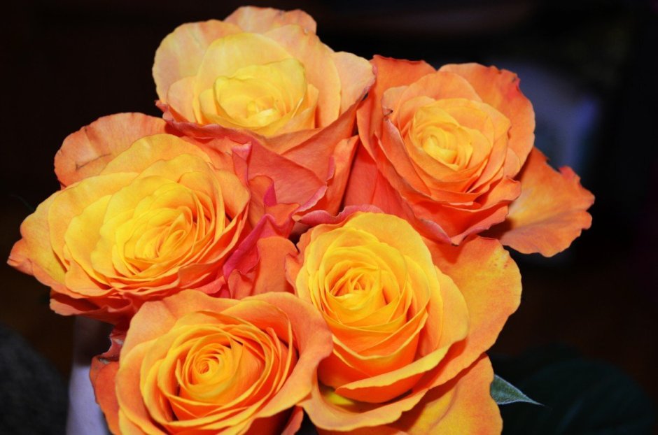 Оранж краш (Orange Crush) роза