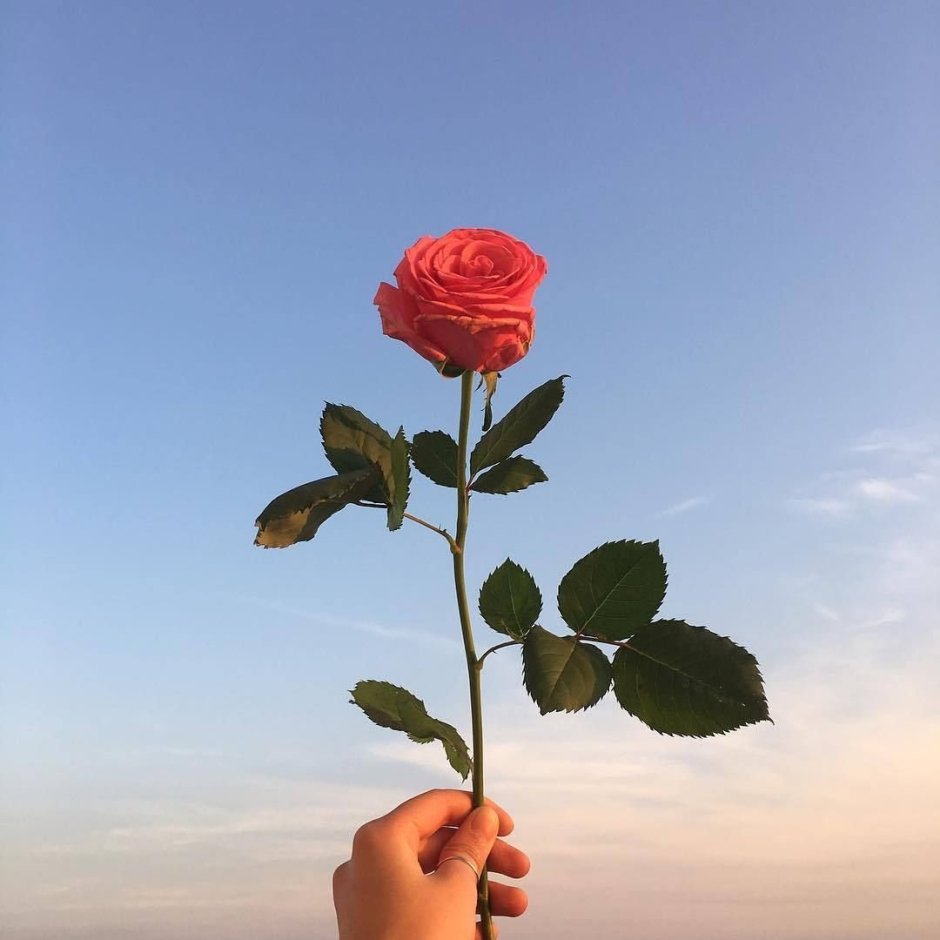 Одна роза в руке