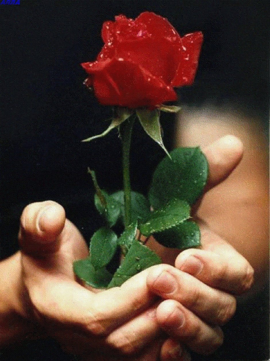 Роза в мужской руке