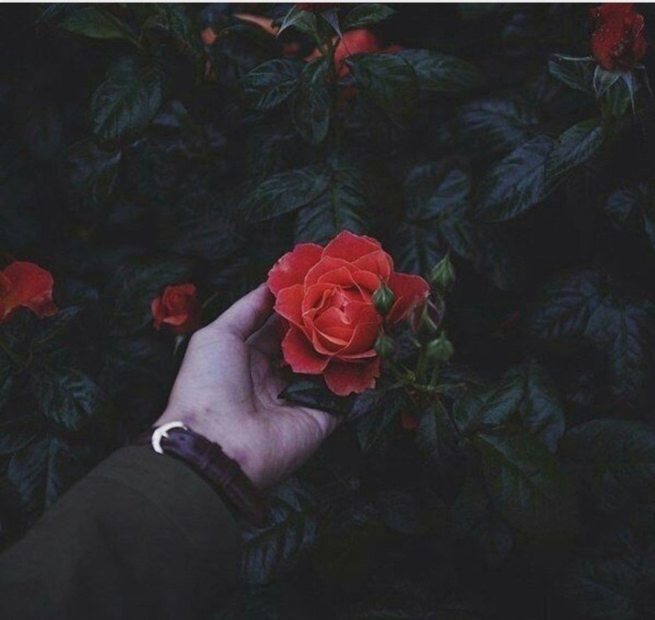 Парень с красными розами Эстетика