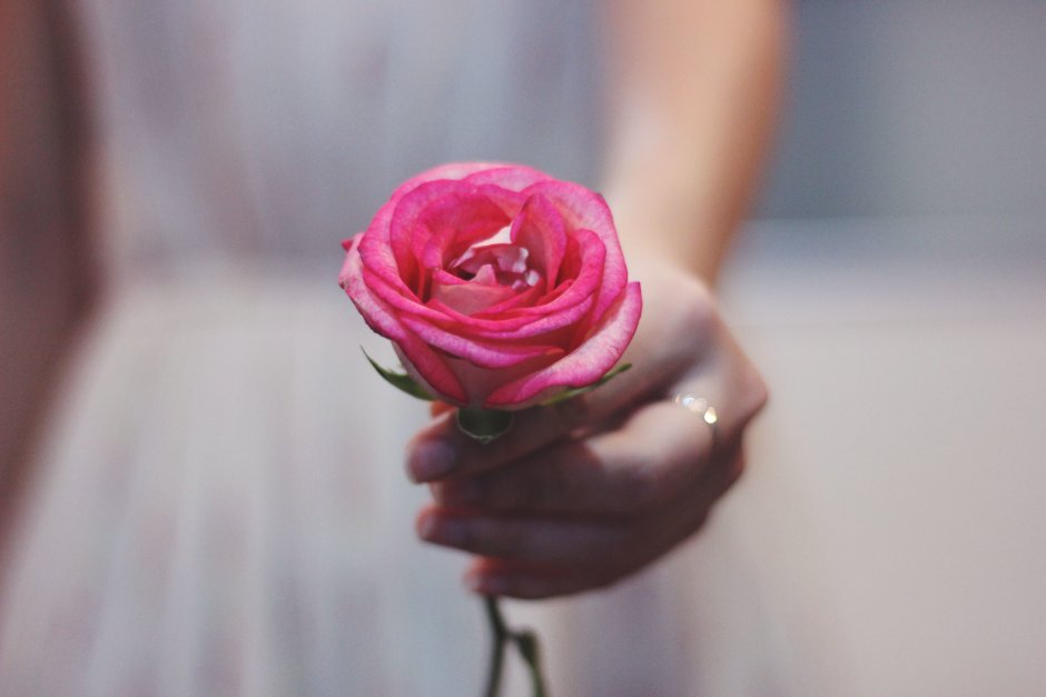 Розовые цветы в руках