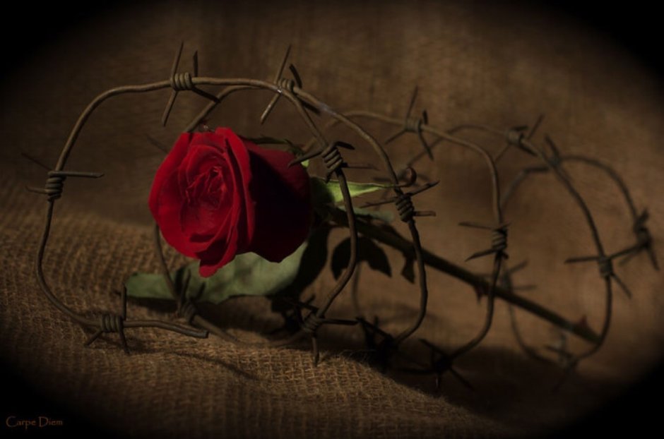 Сломанная роза