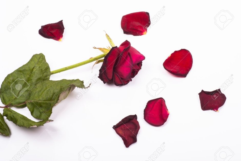 Черные розы Халфети букет
