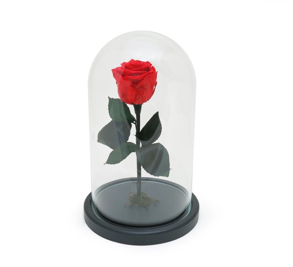 Роза в стеклянном куполе