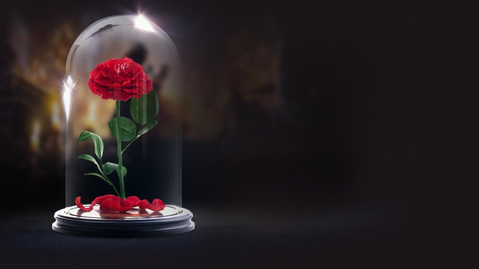 Реклама розы в колбе