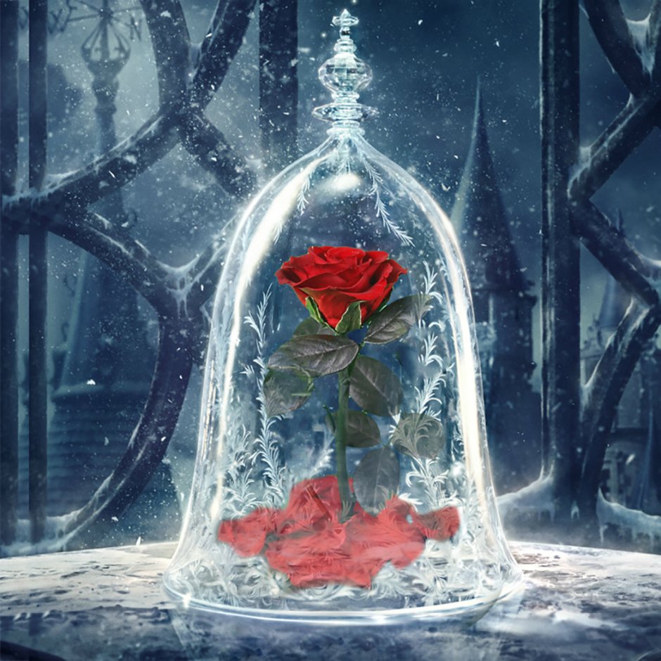 Красавица и чудовище роза