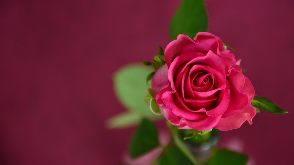 Роза Parmida
