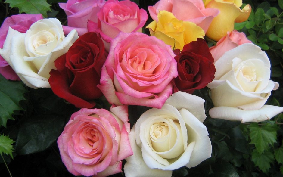 Розовые розы фон