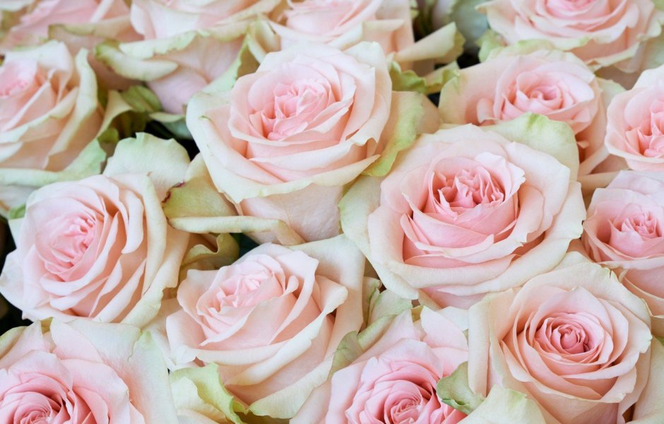 Цветы розы розовые