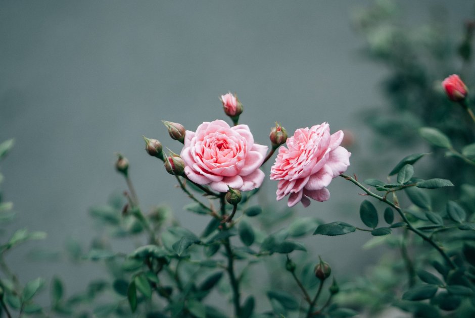 Кустовые розы Эстетика