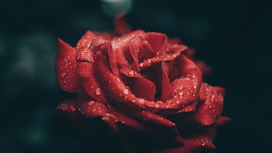 Красные розы Эстетика