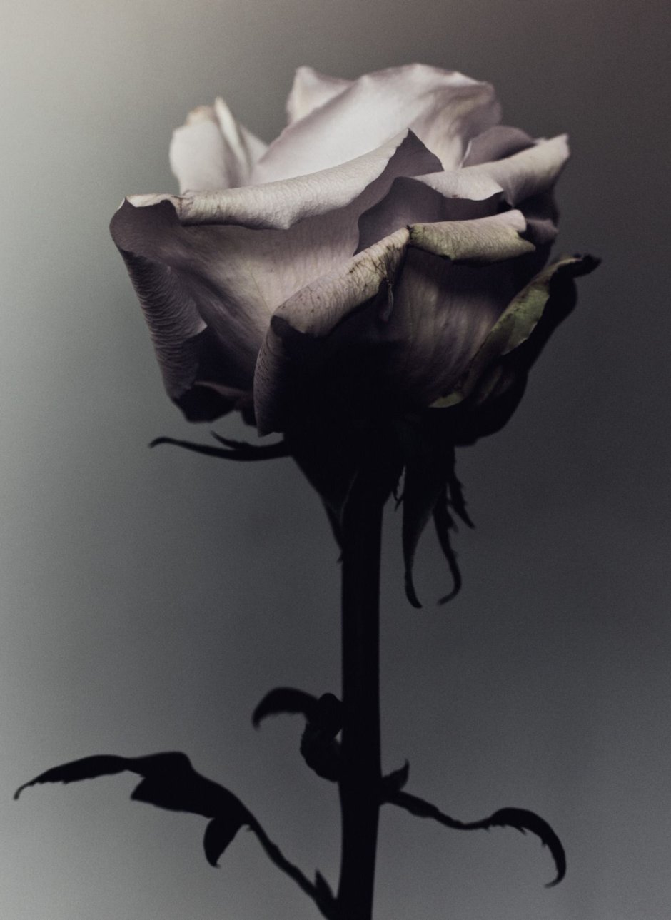 Черные розы Эстетика