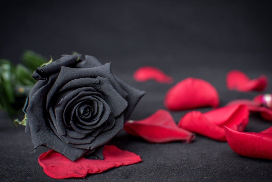 Черные розы Халфети букет