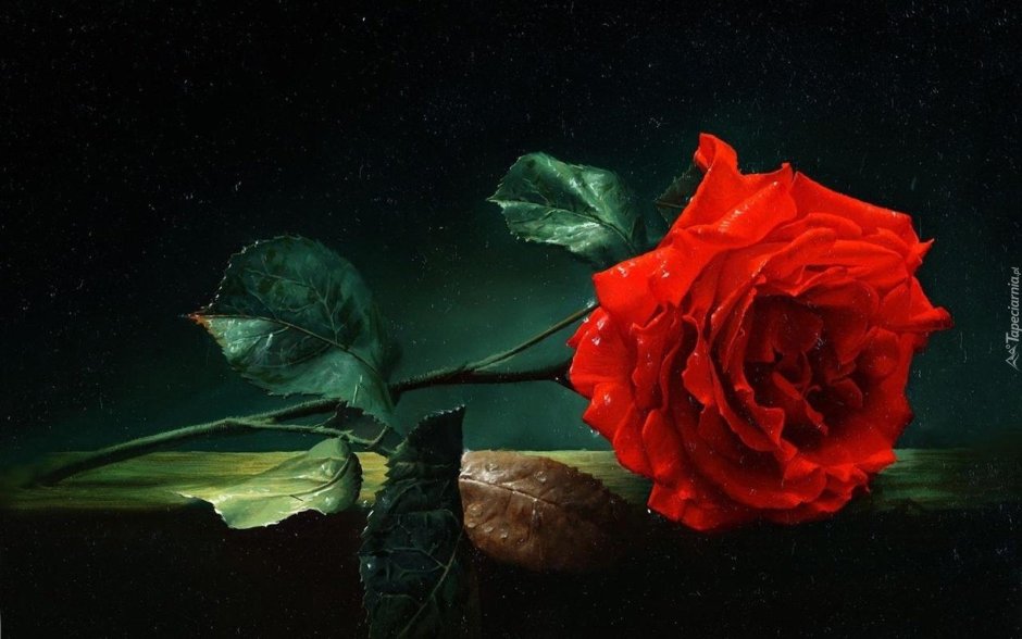 Коллин Богл художник розы