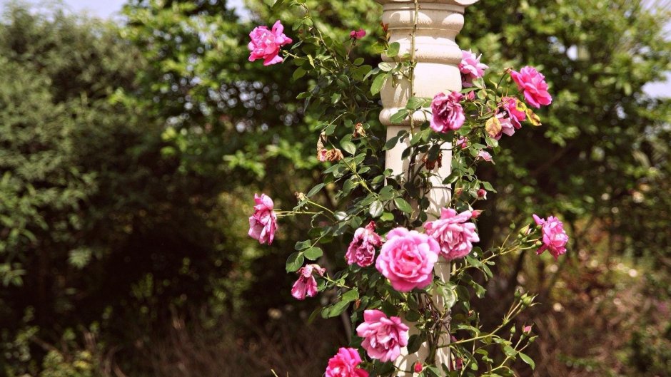Фото красивых розовых садов с арками