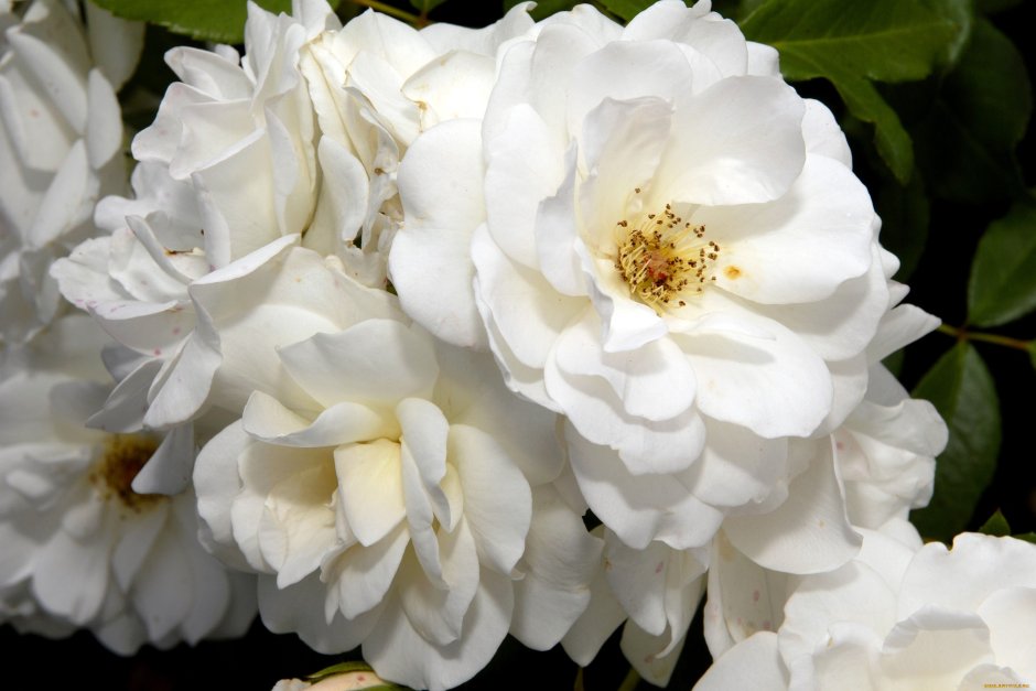 Цветок многолетний роза Айсберг флорибунда