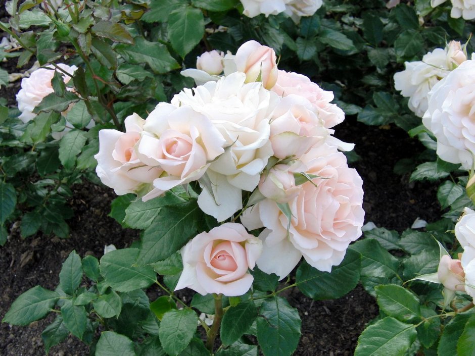 Роза флорибунда Diadem White