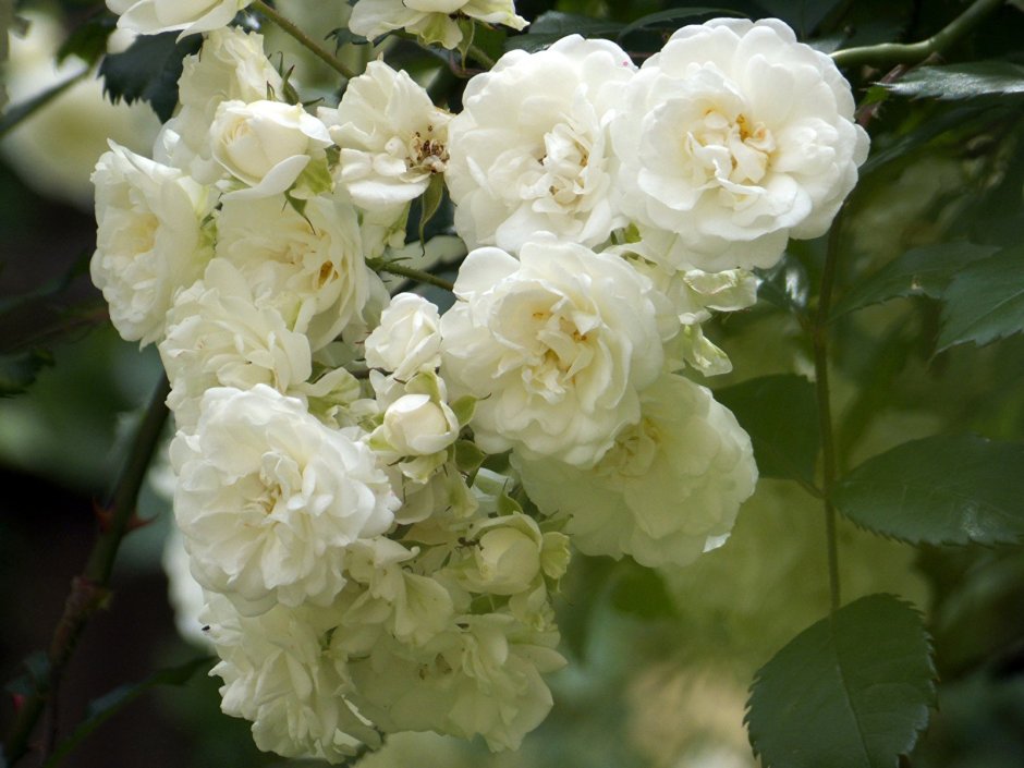 Роза белая махровая плетистая