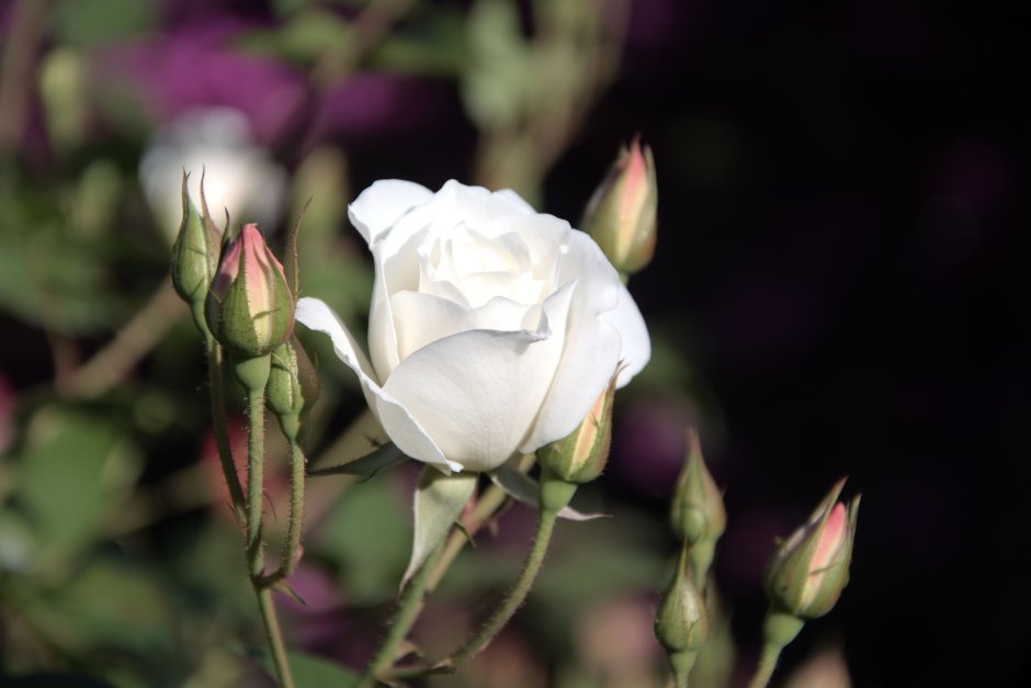 Роза чайно-гибридная Ноблесс