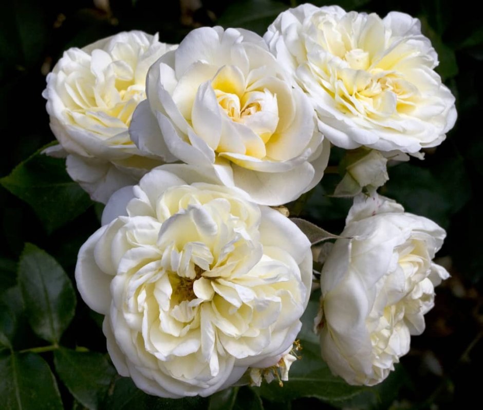 Lady Romantica роза