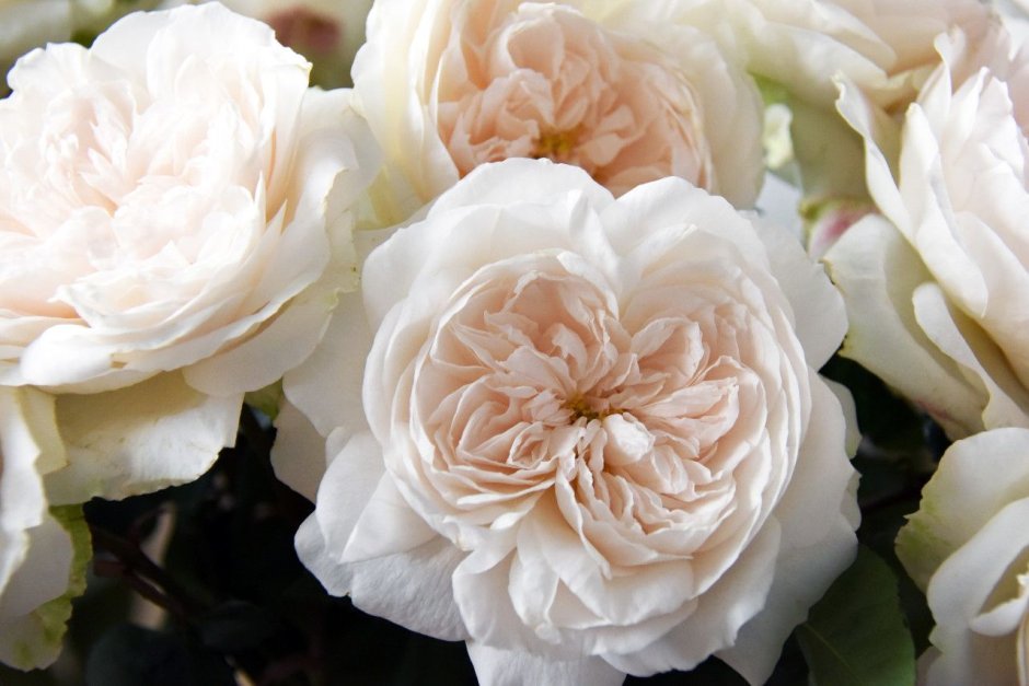 Белые розы флорибунда лучшие сорта