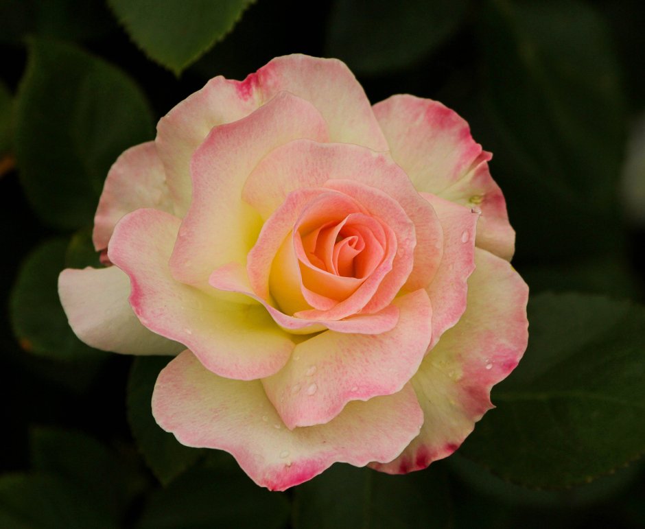 Роза флорибунда желто розовая