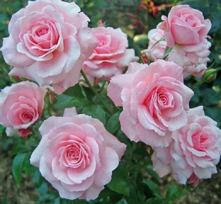 Роза флорибунда Белла