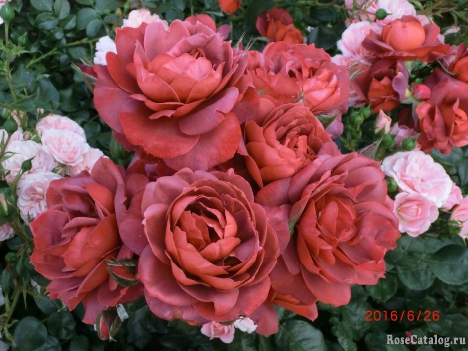 Сорта роз флорибунда с фото и названиями и описанием