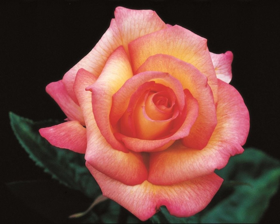 Ароуфолис роза