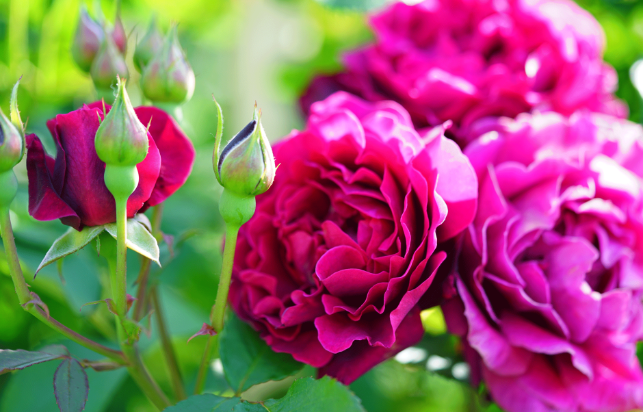 Роза флорибунда (Rosa intrigue) пакет