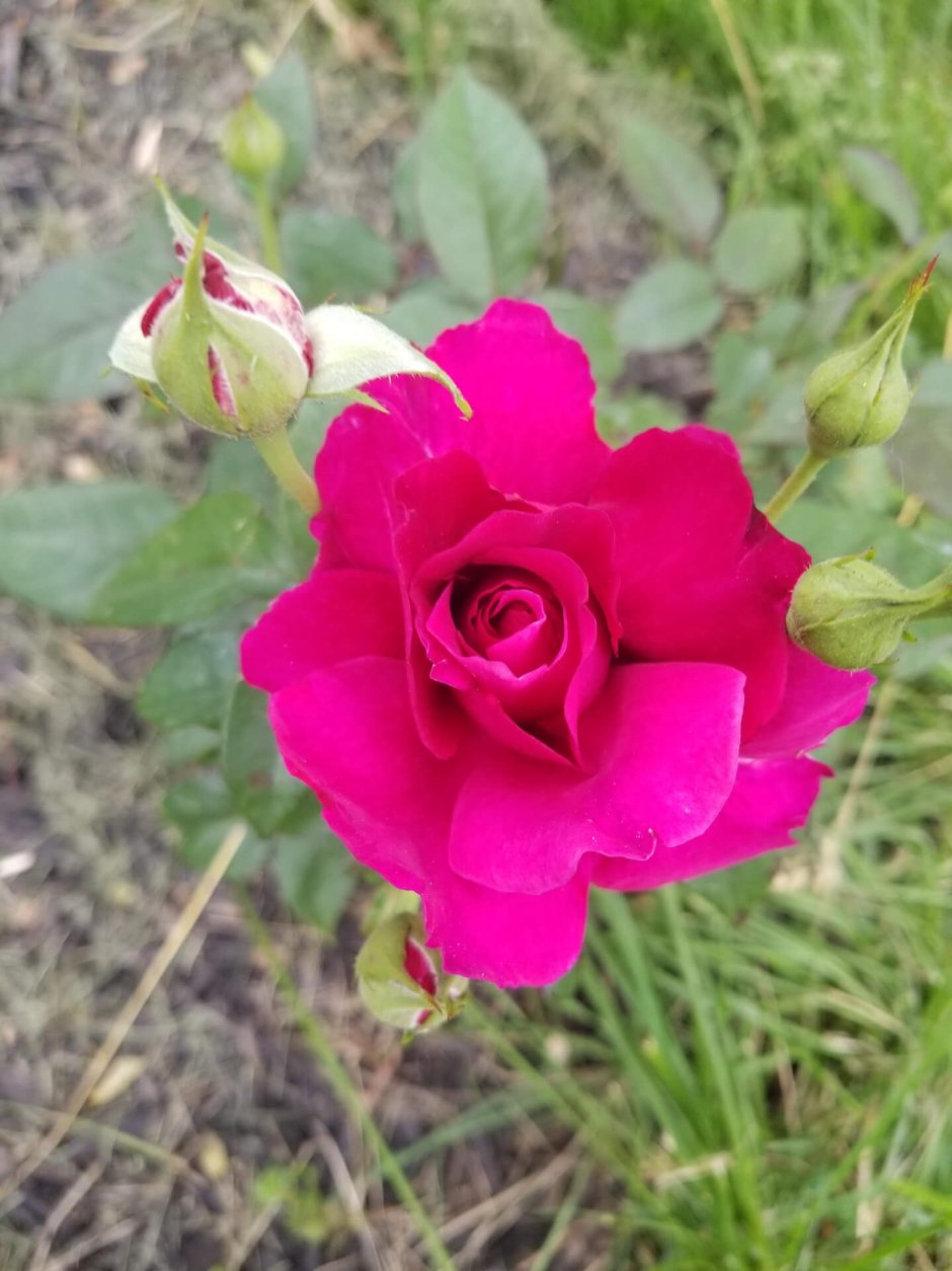 Роза флорибунда (Rosa intrigue) пакет