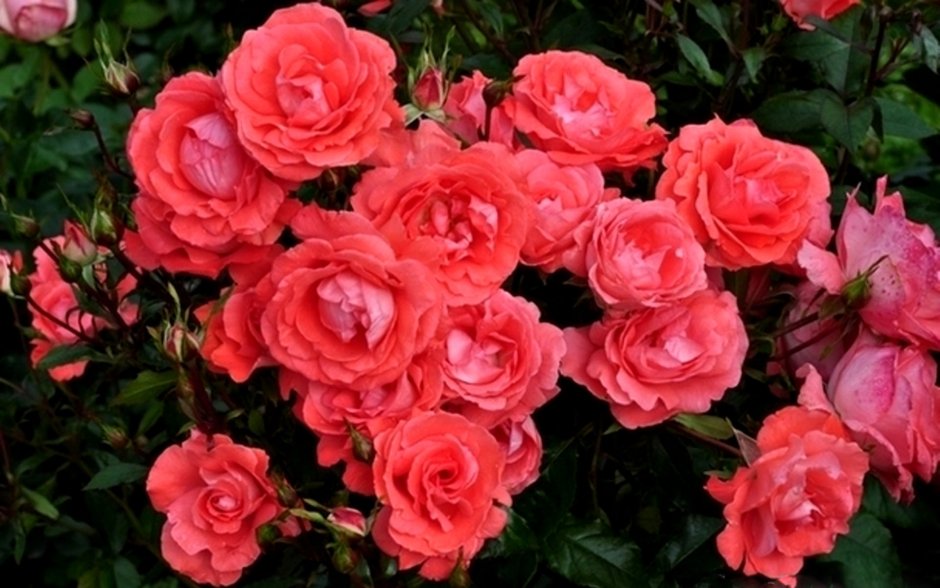 Роза Morgensonne