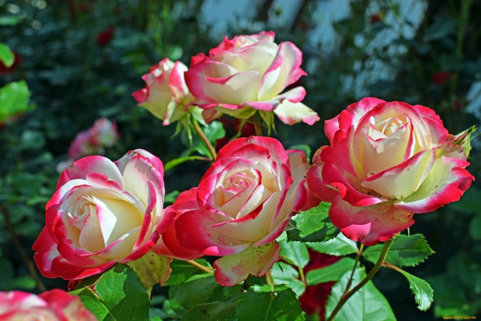 Роза сенлитсу