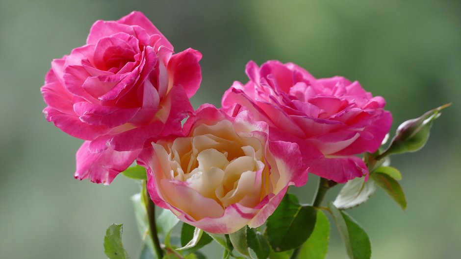 Роза рикухотару