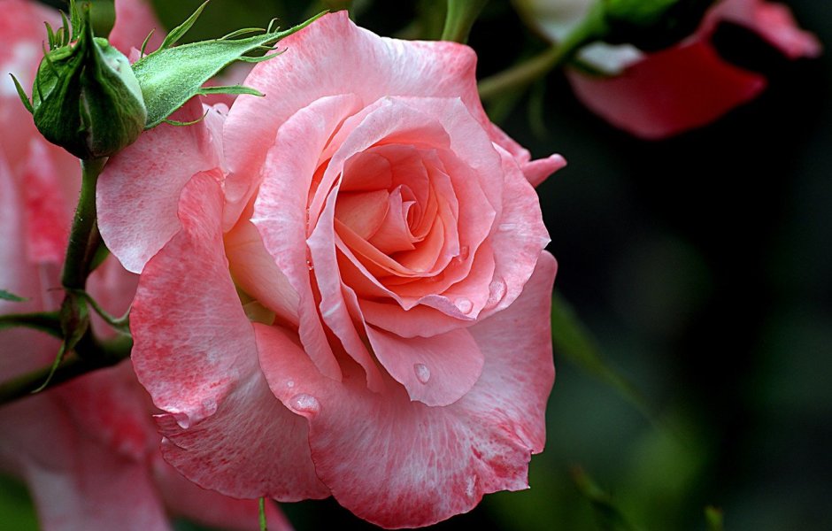 Роза чайно-гибридная «Elina»