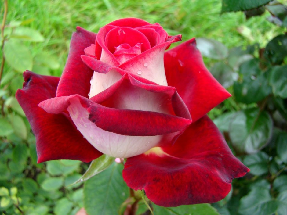 Голландская Радужная роза