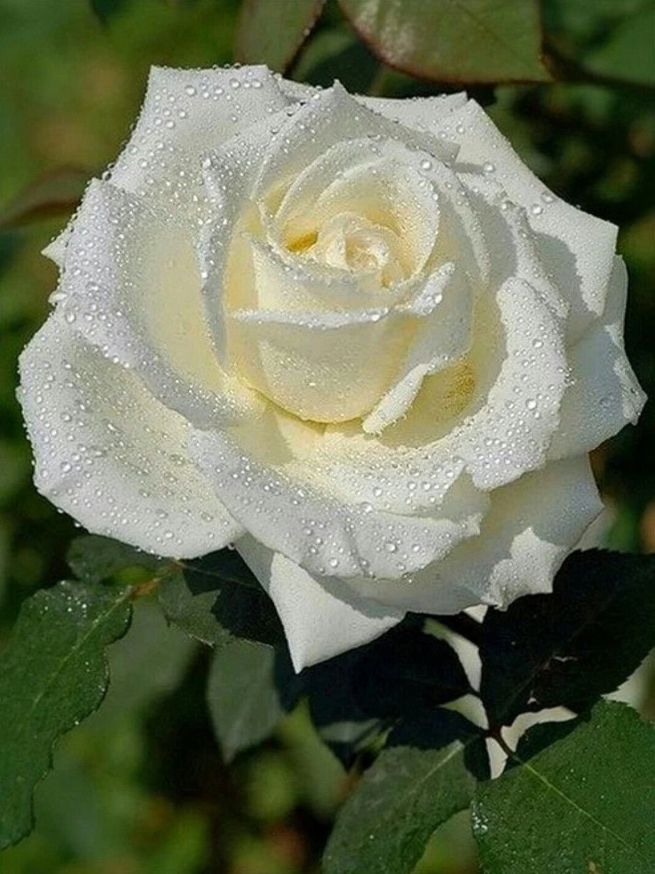 Сорт розы Осирия