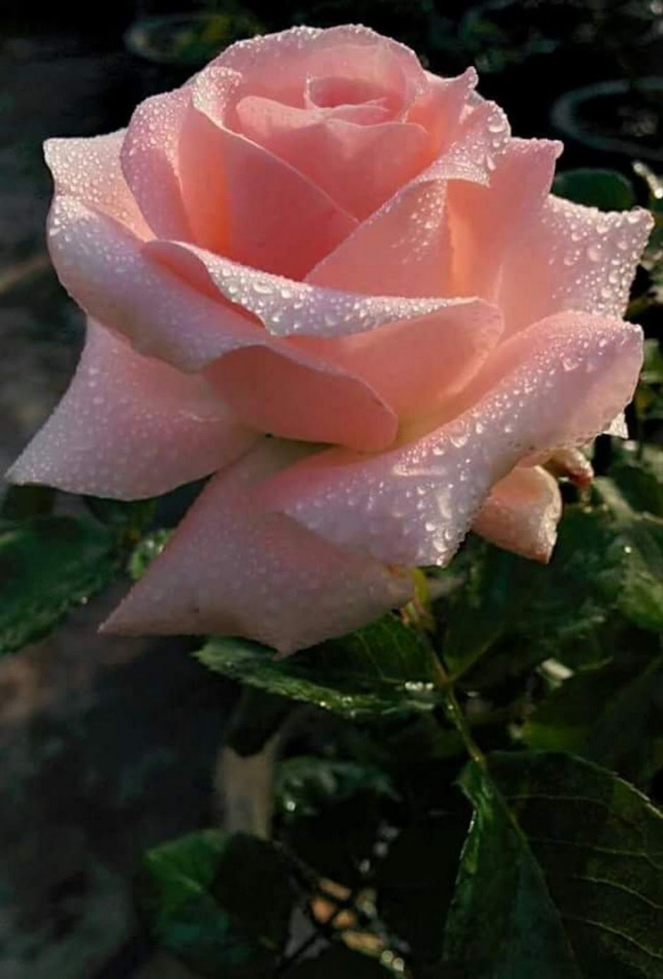 Роза чайно-гибридная дансинг Квин