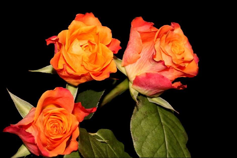 Роза оранж романтик