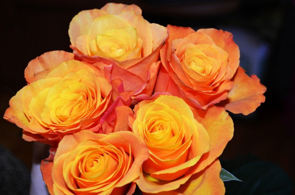 Розы флорибунда оранжевые с желтым