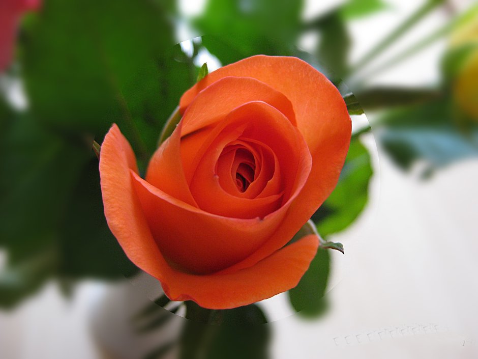 Розы морковного цвета