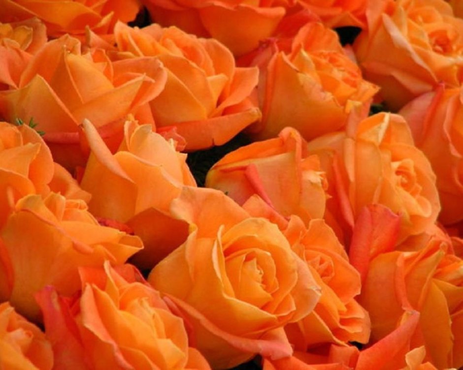 Роза Даунтаун оранж