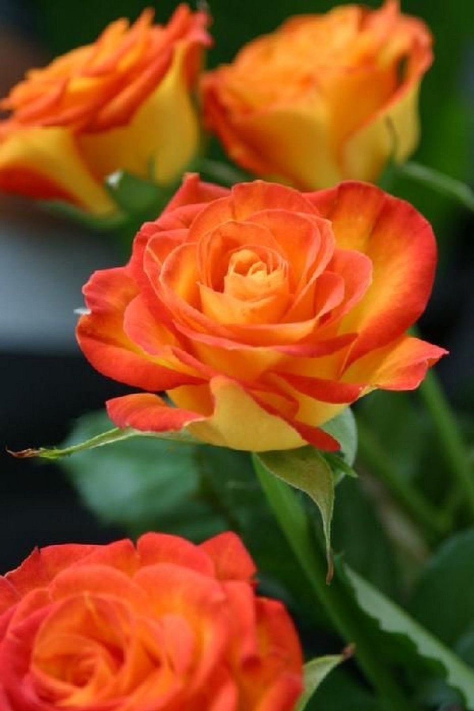 Роза оранж даун
