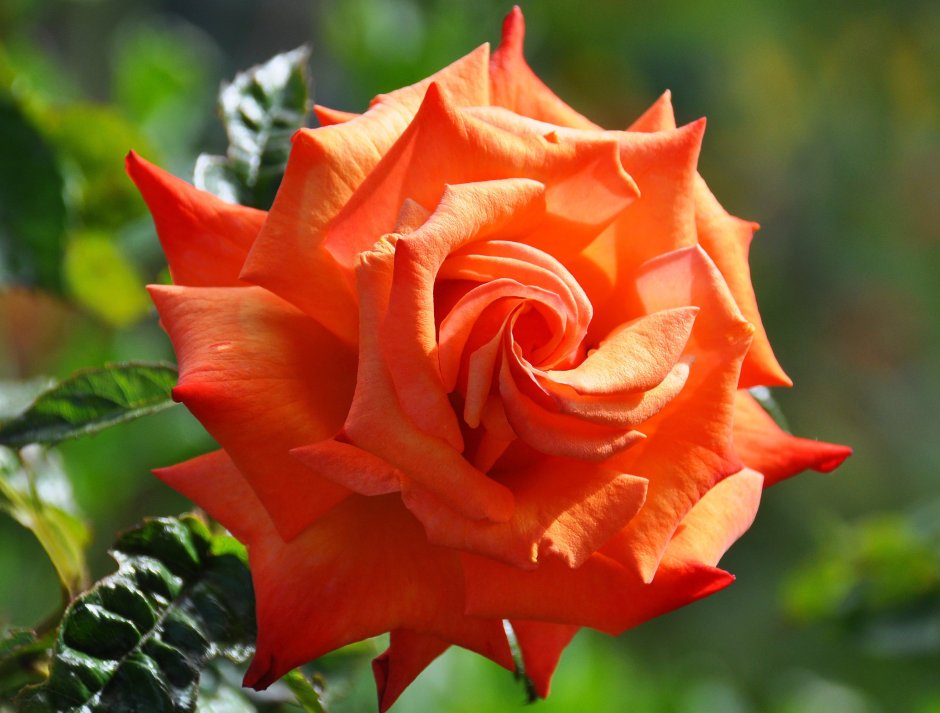 Роза малиново оранжевая